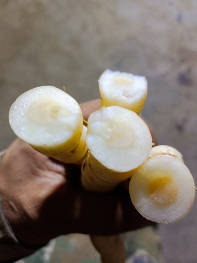 野生黄花倒水莲肉质根鲜货，叶子做茶下单现采。