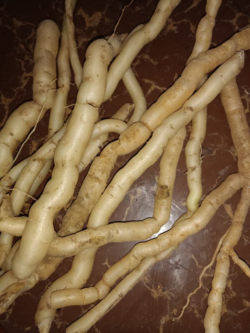 野生黄花倒水莲肉质根鲜货，叶子做茶下单现采。
