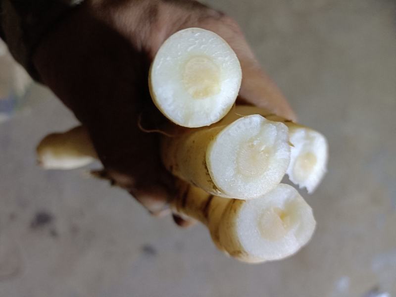 野生黄花倒水莲肉质根鲜货，叶子做茶下单现采。