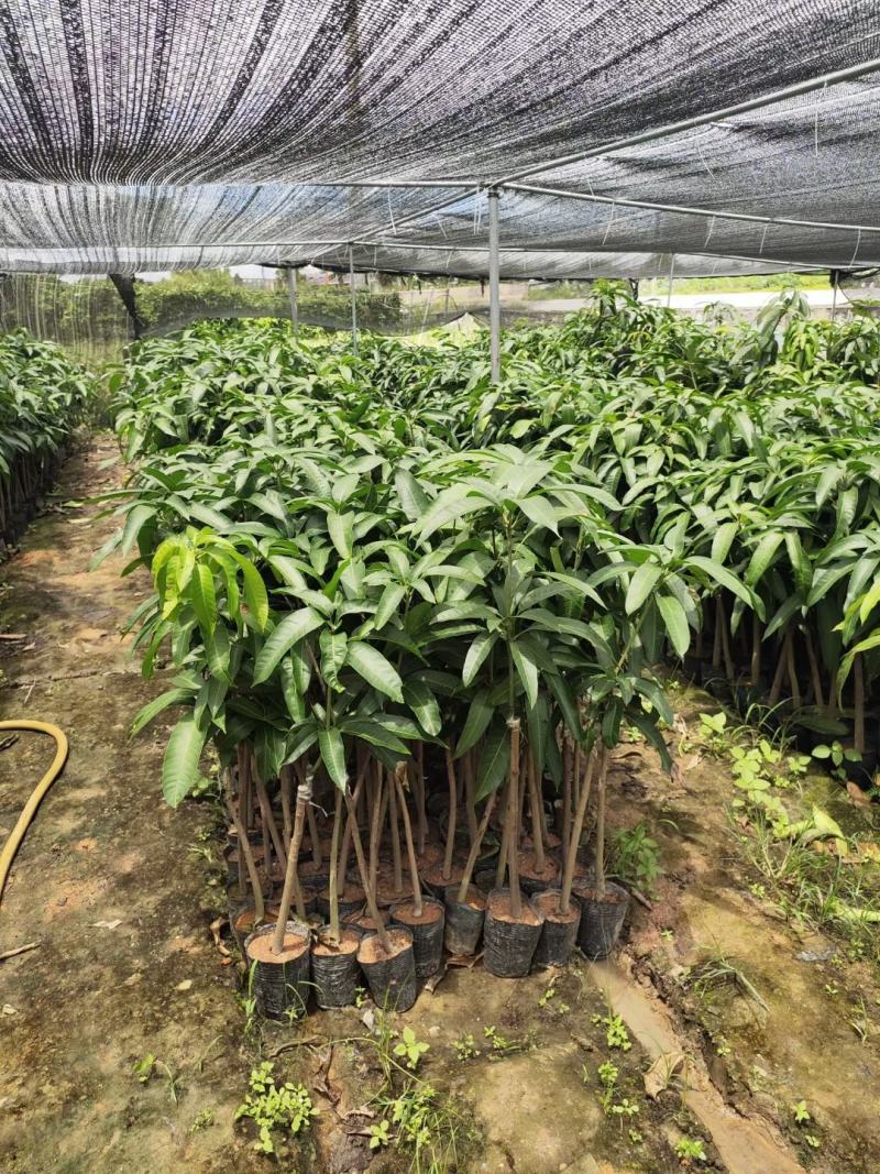 芒果苗金煌台农桂七红贵妃芒果苗