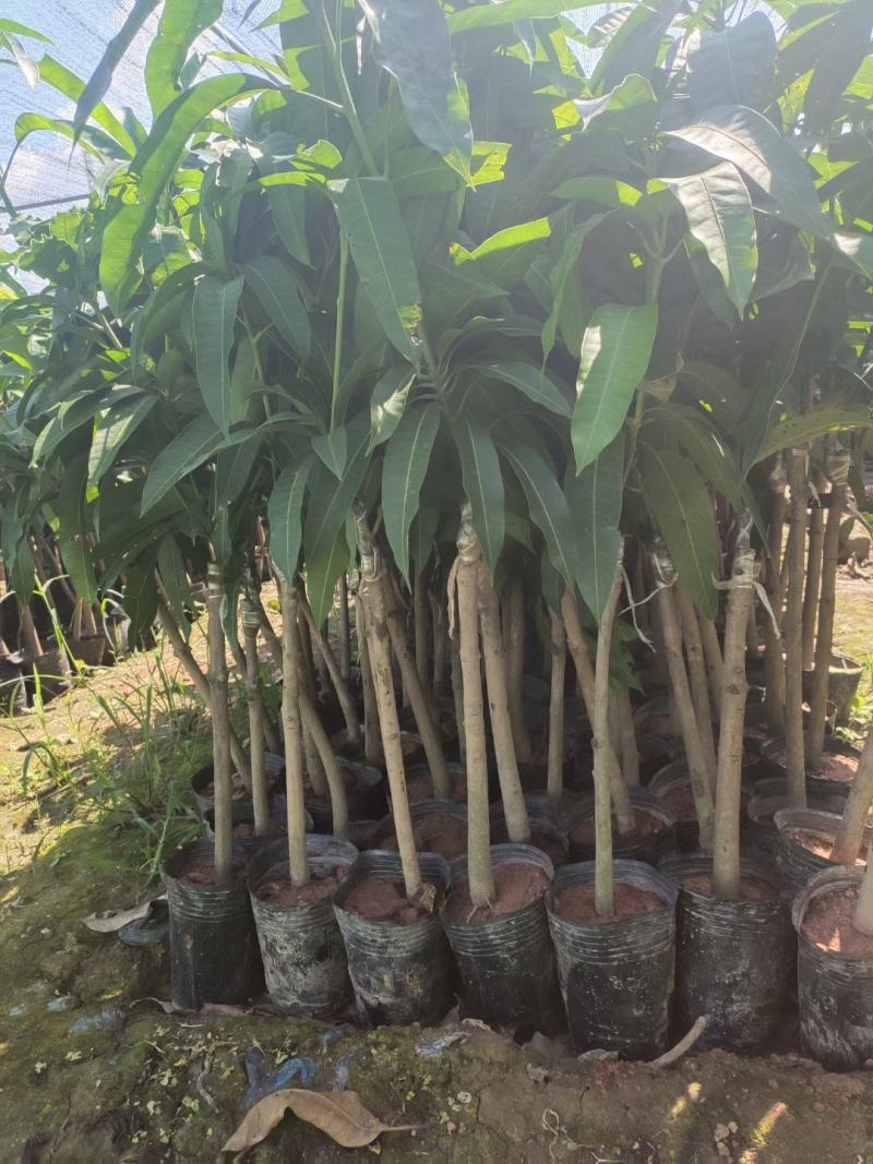 芒果苗金煌台农桂七红贵妃芒果苗