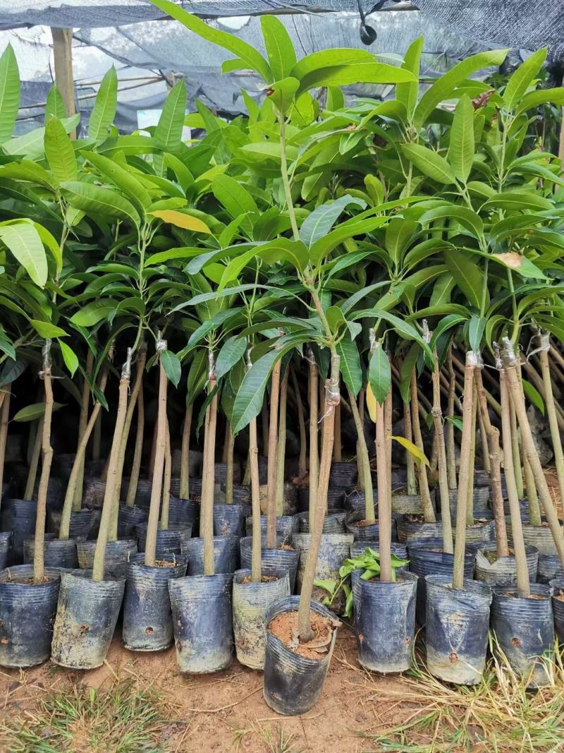芒果苗金煌台农桂七红贵妃芒果苗