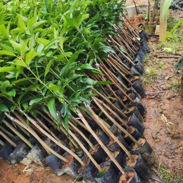 芒果苗金煌台农桂七红贵妃芒果苗