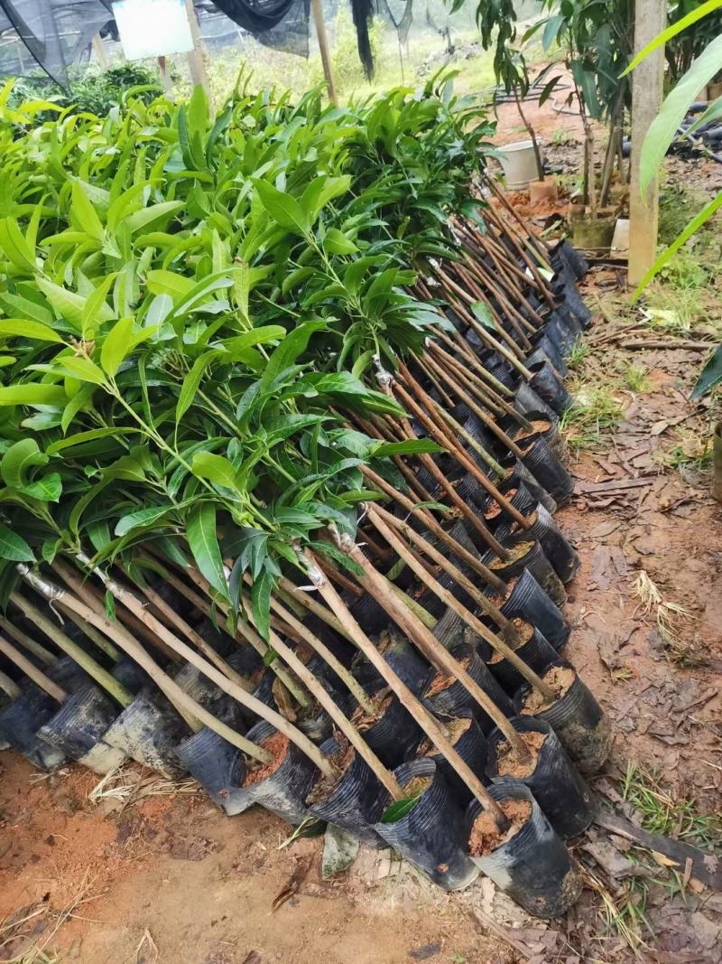 芒果苗金煌台农桂七红贵妃芒果苗