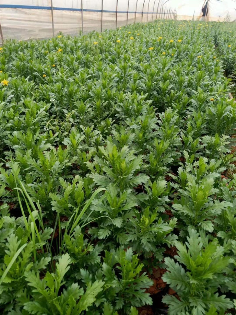 木春菊工地绿化黑袋苗质量有保障花期长