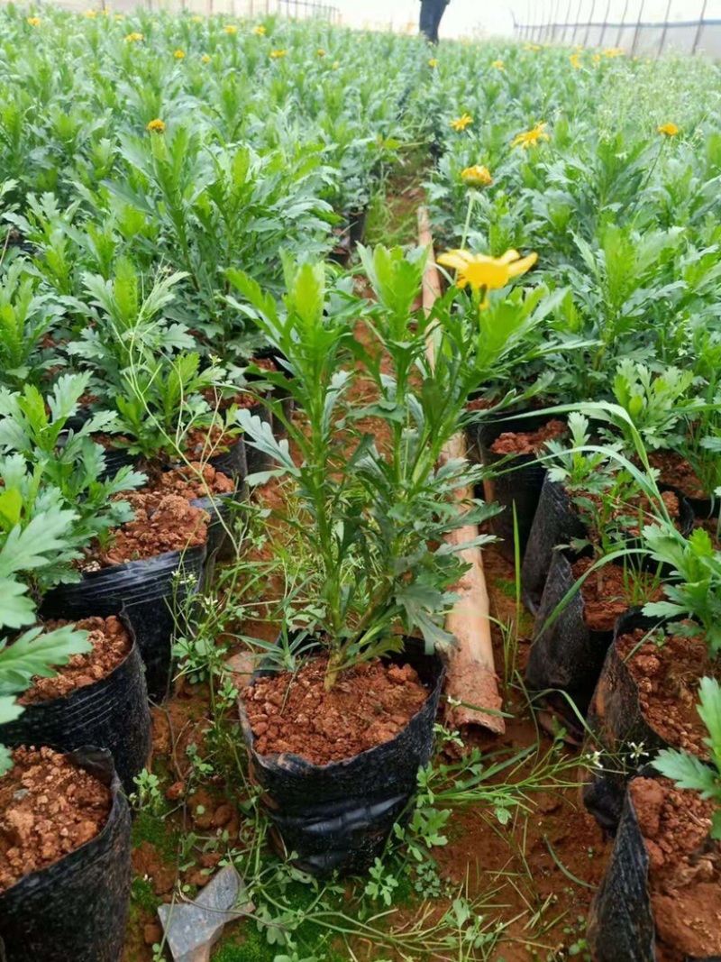 木春菊工地绿化黑袋苗质量有保障花期长
