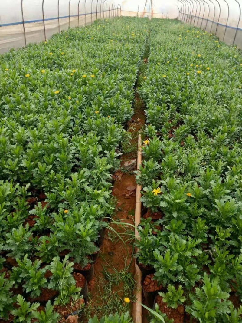 木春菊工地绿化黑袋苗质量有保障花期长