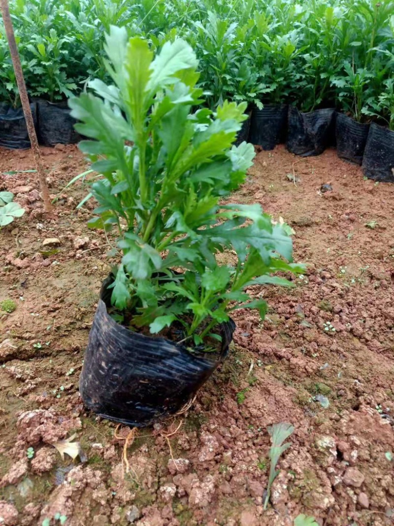 木春菊工地绿化黑袋苗质量有保障花期长