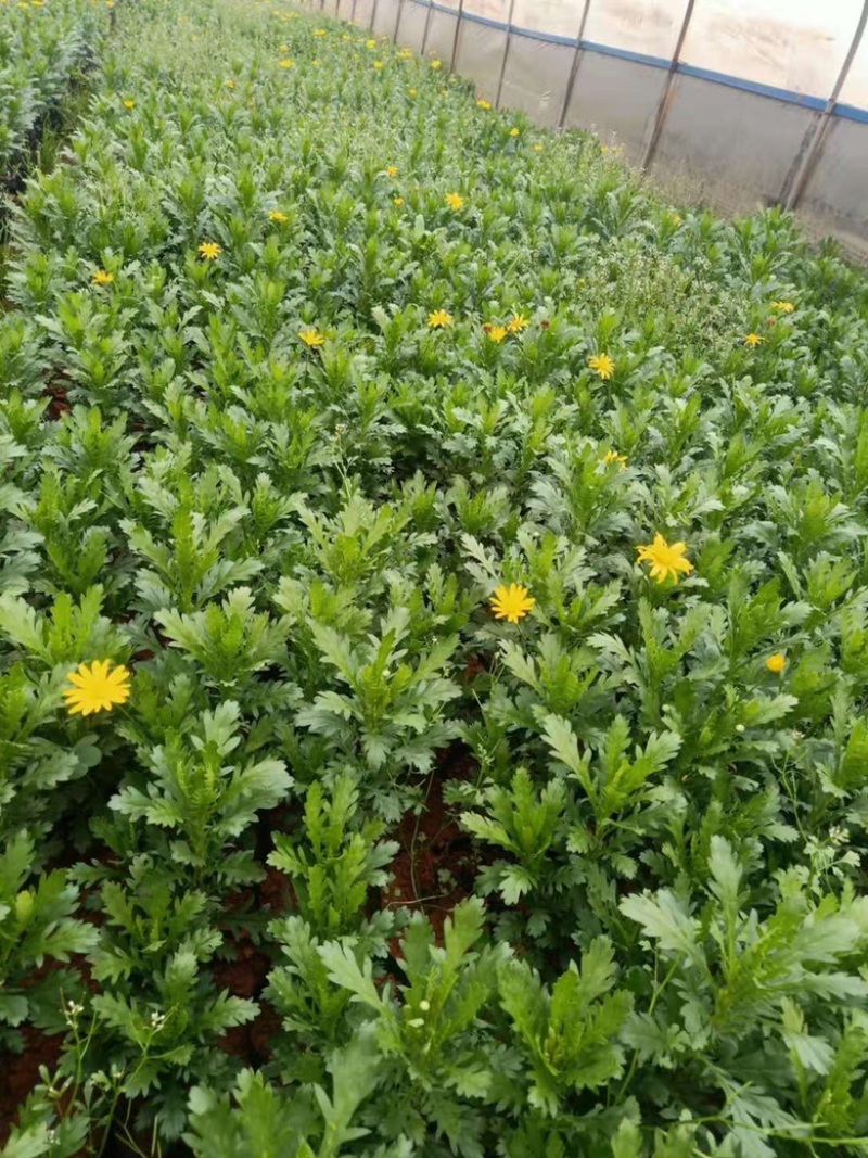 木春菊工地绿化黑袋苗质量有保障花期长