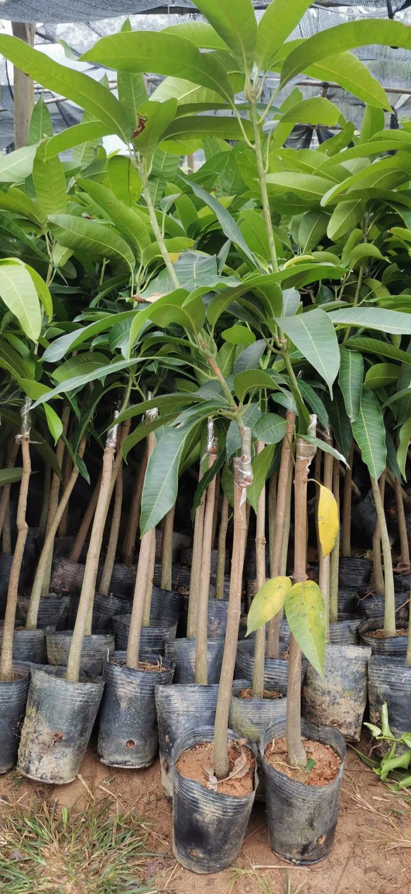 芒果苗金煌台农桂七红贵妃芒果苗