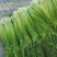 白帽蒜薹红帽蒜苔大量上市产地直供货源充足