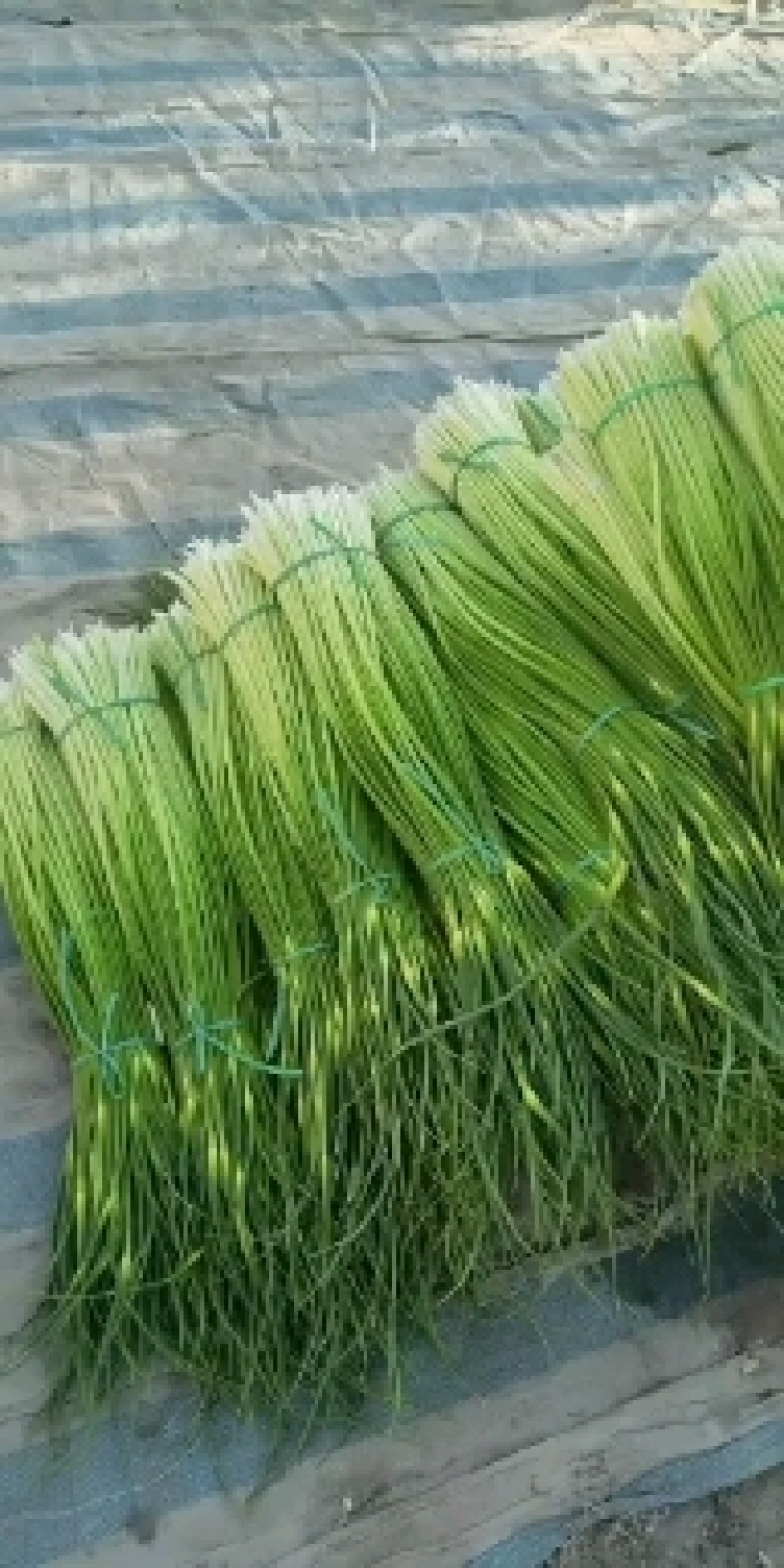 白帽蒜薹红帽蒜苔大量上市产地直供货源充足