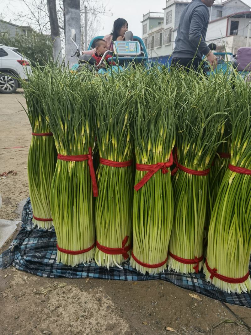 白帽蒜薹红帽蒜苔大量上市产地直供货源充足