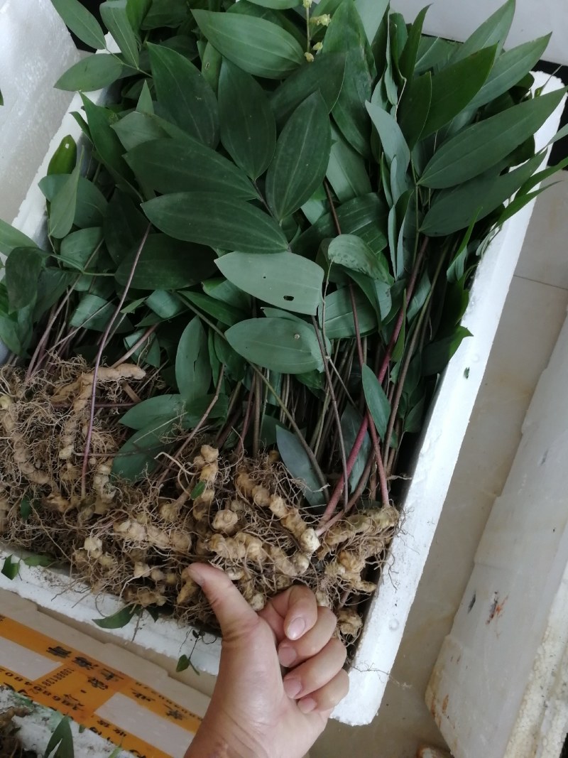 多花姜型倒苗甜黄精种苗黄精苗九华黄精