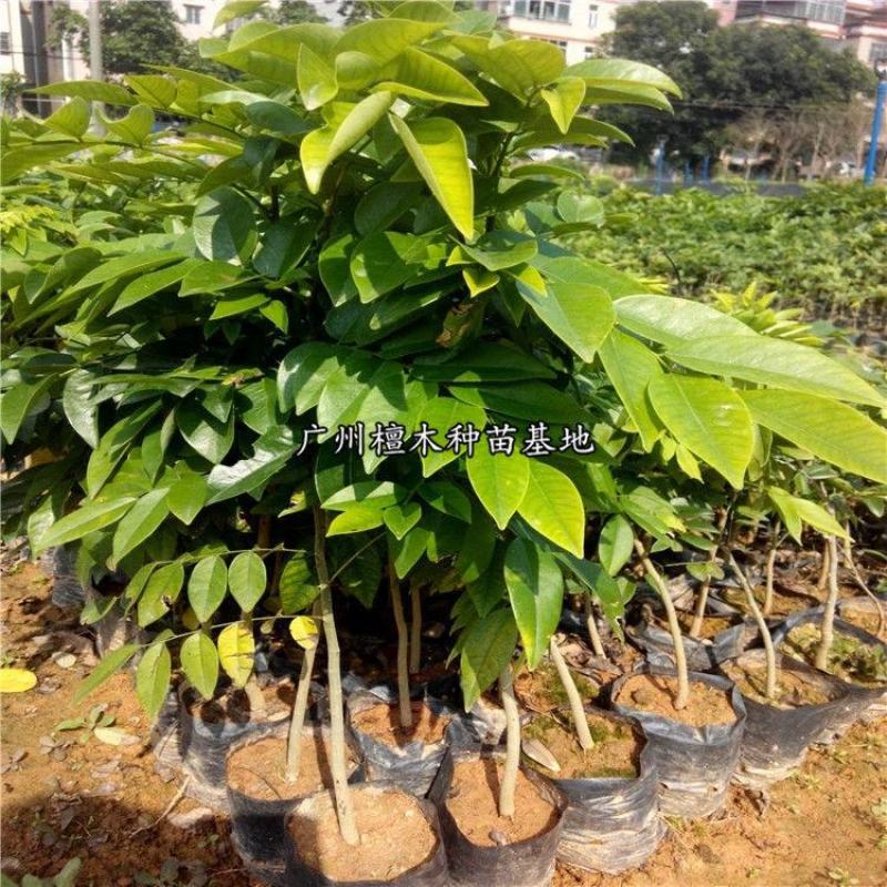 正宗海南黄花梨树苗名贵苗木带土带叶发货降香黄