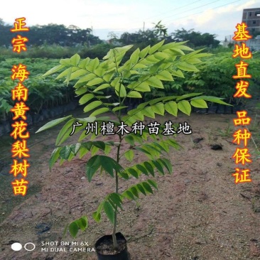 正宗海南黄花梨树苗名贵苗木带土带叶发货降香黄