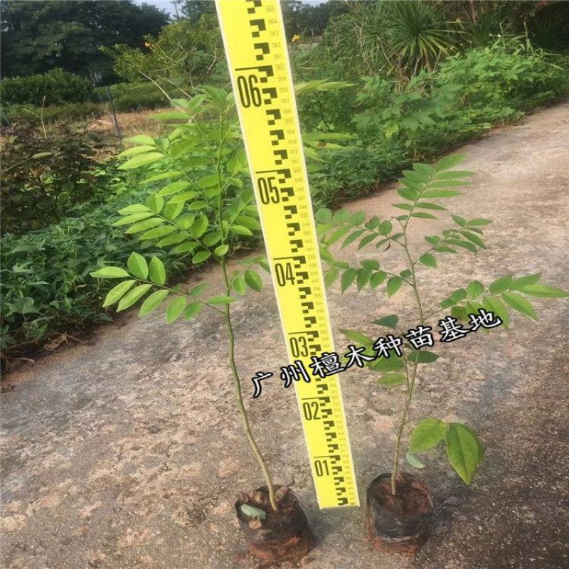 正宗海南黄花梨树苗名贵苗木带土带叶发货降香黄