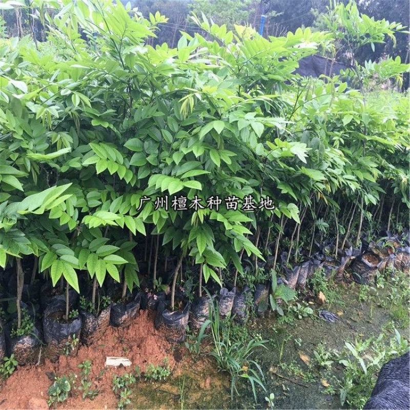 正宗海南黄花梨树苗名贵苗木带土带叶发货降香黄