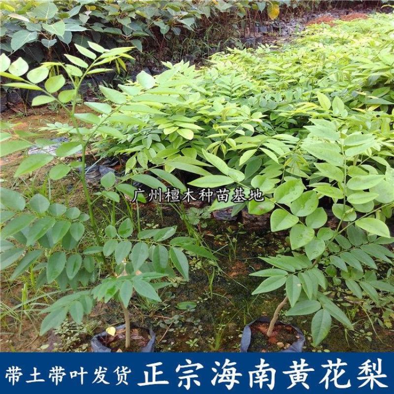 正宗海南黄花梨树苗名贵苗木带土带叶发货降香黄