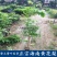 正宗海南黄花梨树苗名贵苗木带土带叶发货降香黄