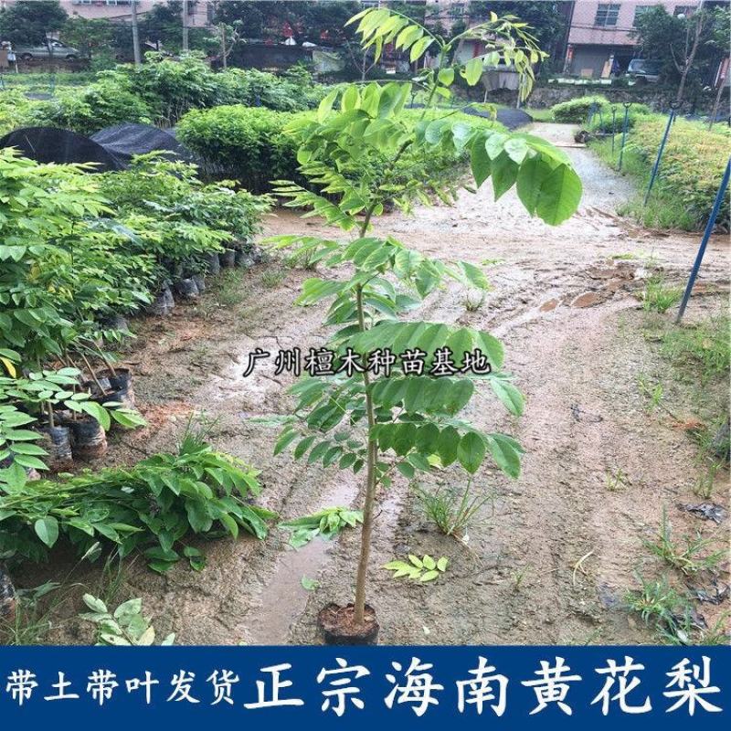 正宗海南黄花梨树苗名贵苗木带土带叶发货降香黄