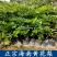 正宗海南黄花梨树苗名贵苗木带土带叶发货降香黄