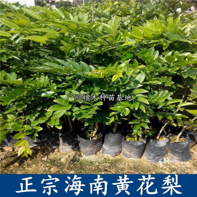 正宗海南黄花梨树苗名贵苗木带土带叶发货降香黄