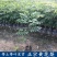正宗海南黄花梨树苗名贵苗木带土带叶发货降香黄