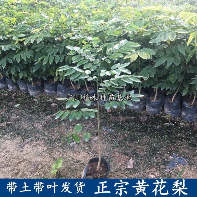 正宗海南黄花梨树苗名贵苗木带土带叶发货降香黄