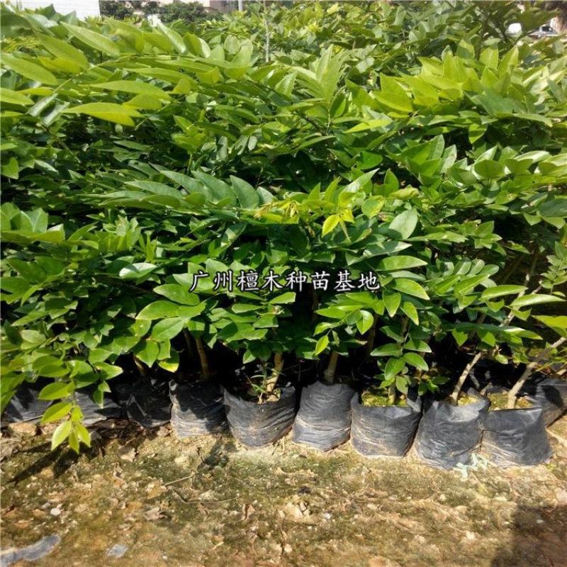 正宗海南黄花梨树苗名贵苗木带土带叶发货降香黄