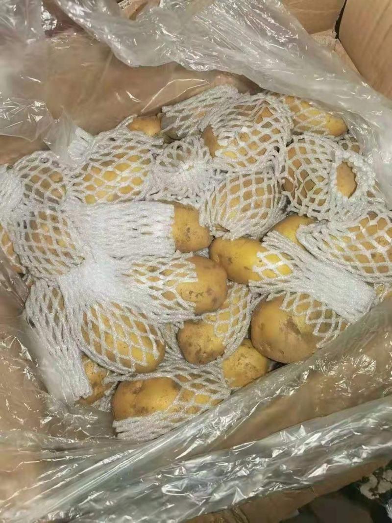 青岛胶州冷库荷兰士豆大量出库，质量保证，全国发