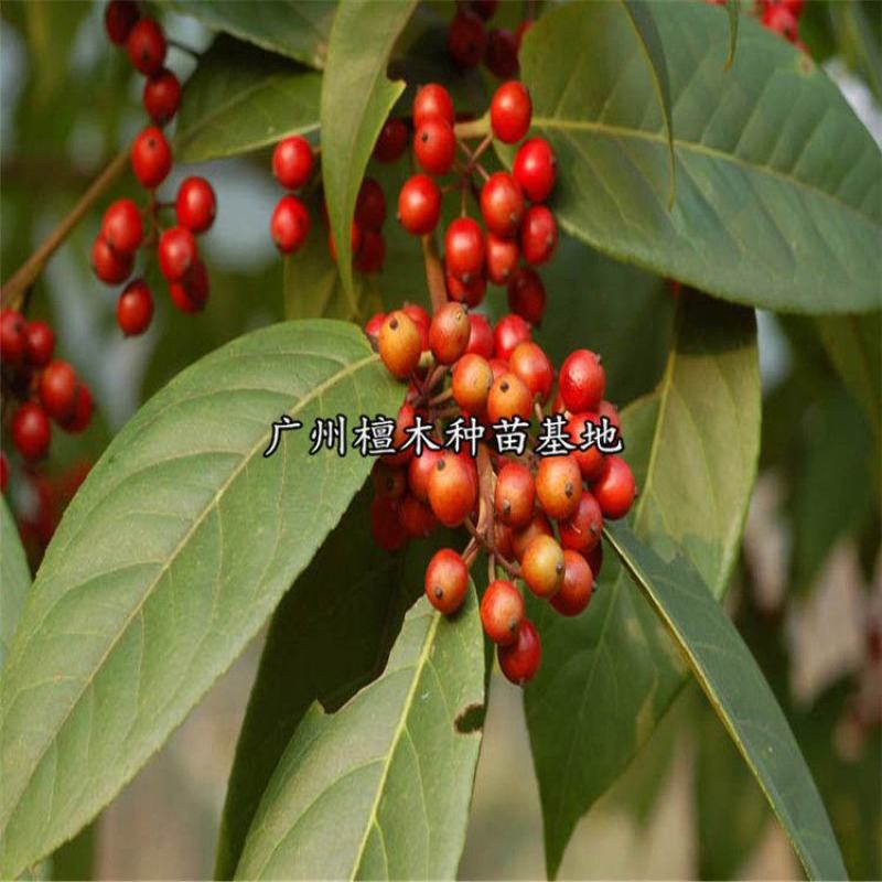 万紫千红铁冬青树苗四季常青庭院绿化树珍贵药材苗