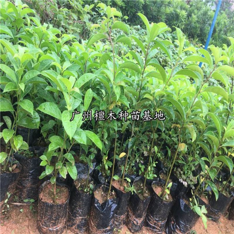 万紫千红铁冬青树苗四季常青庭院绿化树珍贵药材苗