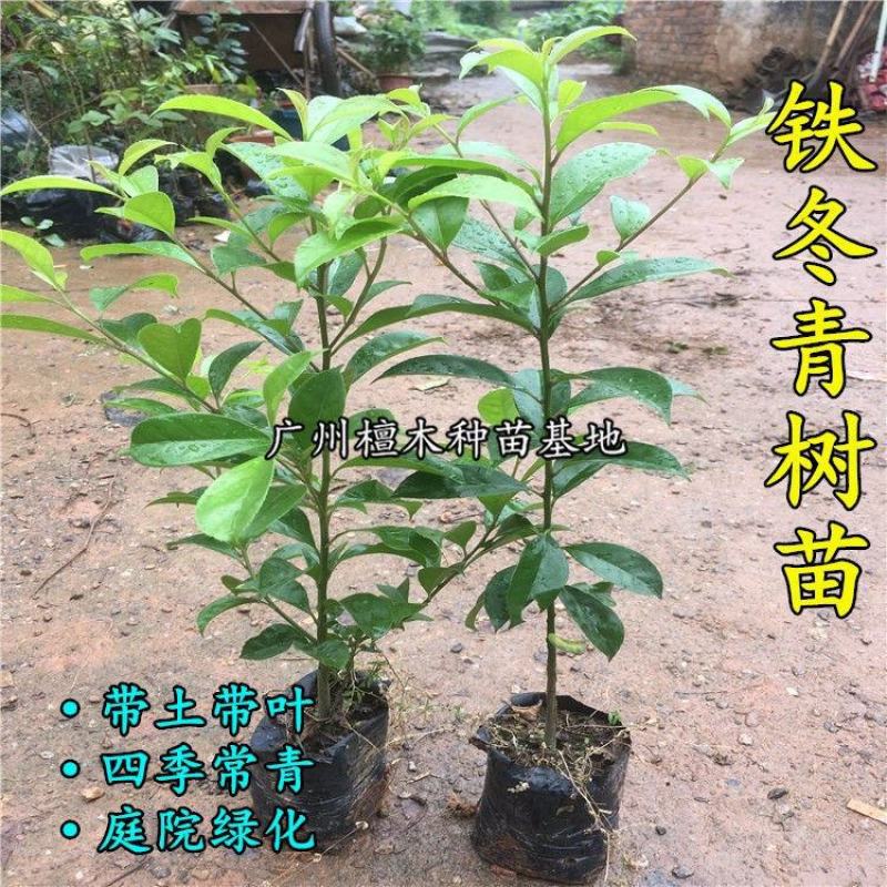 万紫千红铁冬青树苗四季常青庭院绿化树珍贵药材苗