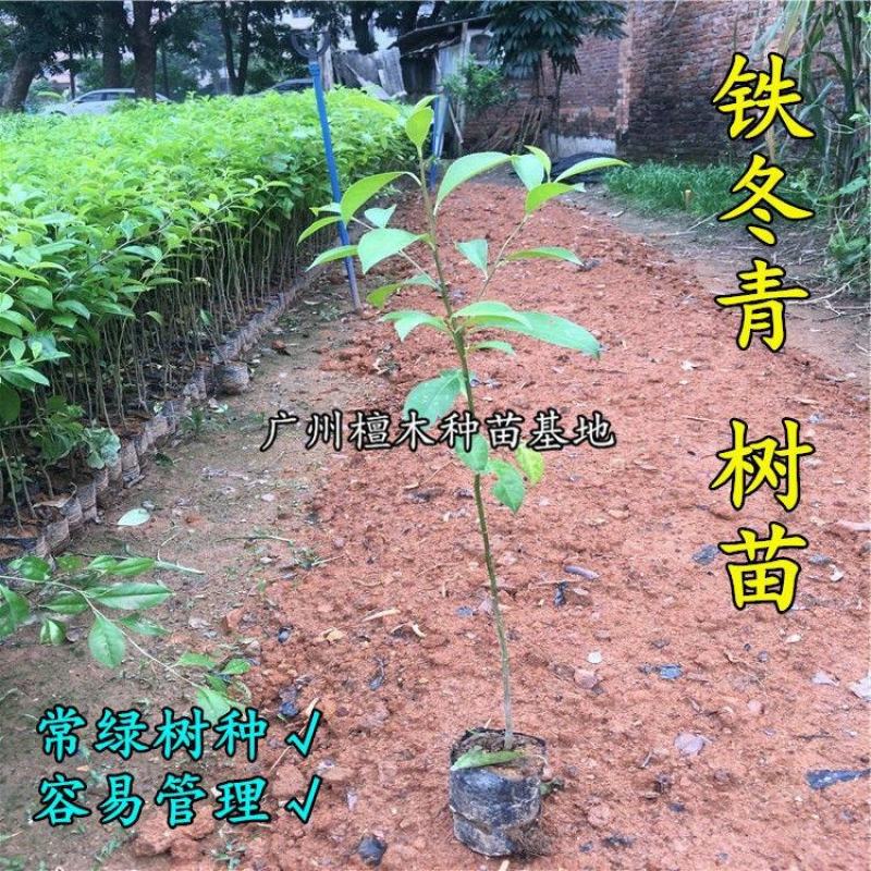 万紫千红铁冬青树苗四季常青庭院绿化树珍贵药材苗