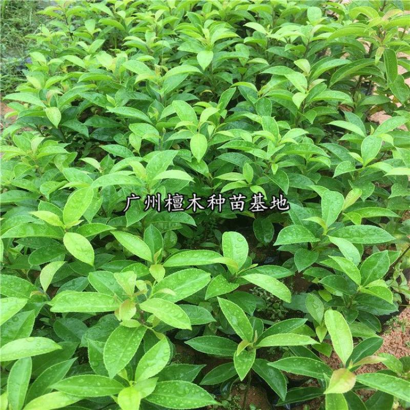 万紫千红铁冬青树苗四季常青庭院绿化树珍贵药材苗