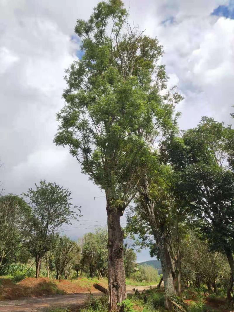 黄连木熟苗(大规格)