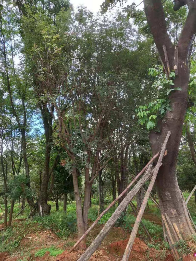 黄连木熟苗(大规格)