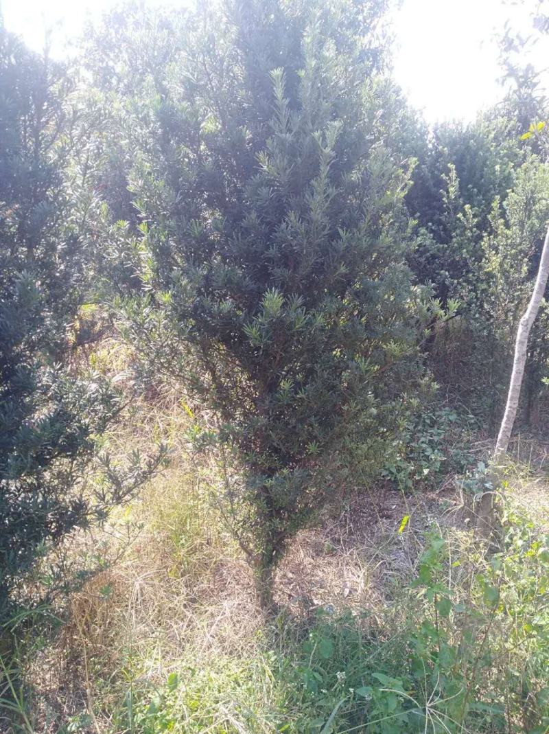 罗汉松小苗1--------10公分，有需要的联系我，具