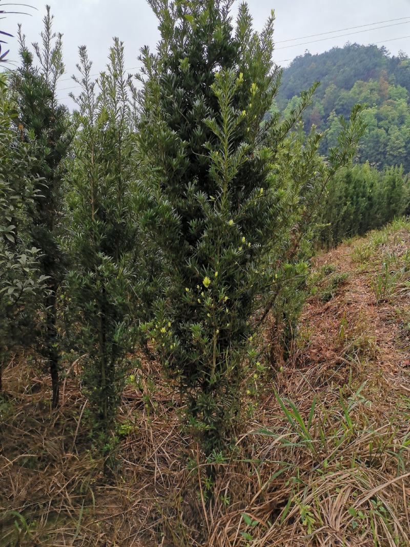 罗汉松小苗1--------10公分，有需要的联系我，具