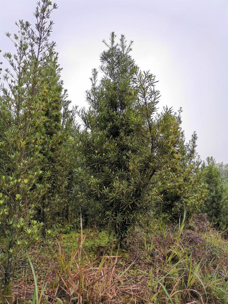 罗汉松小苗1--------10公分，有需要的联系我，具