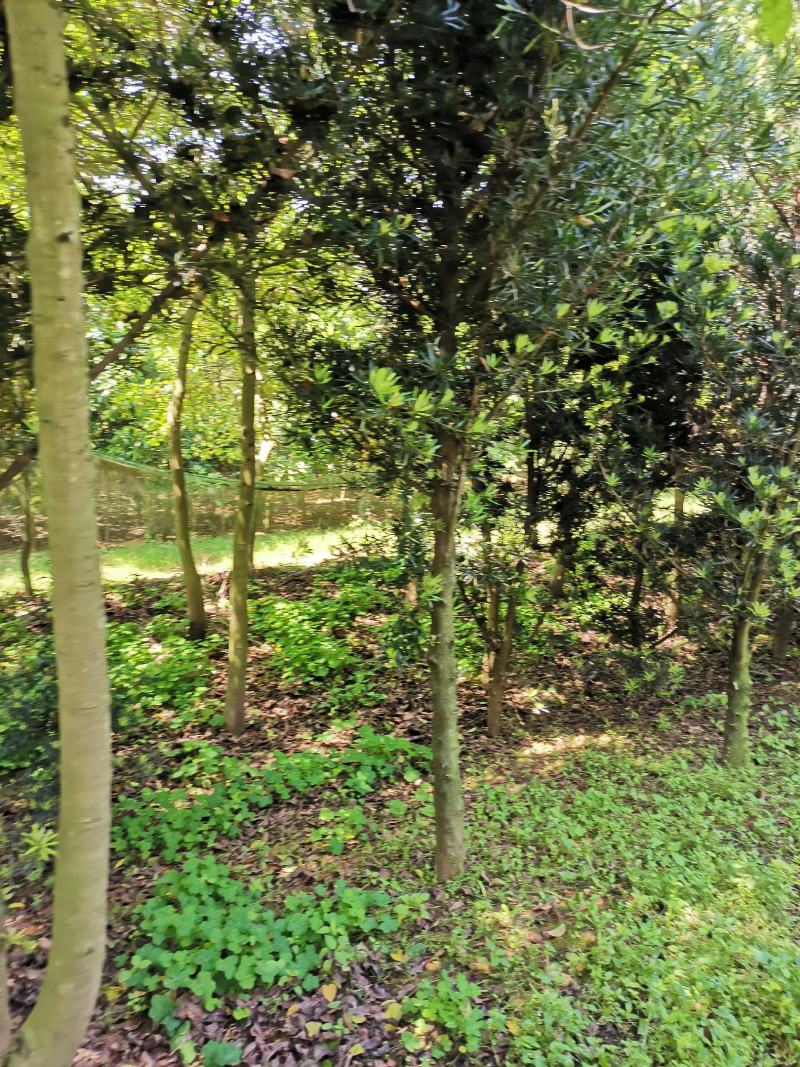 罗汉松小苗1--------10公分，有需要的联系我，具