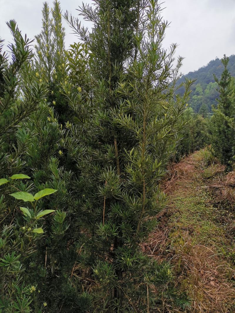 罗汉松小苗1--------10公分，有需要的联系我，具