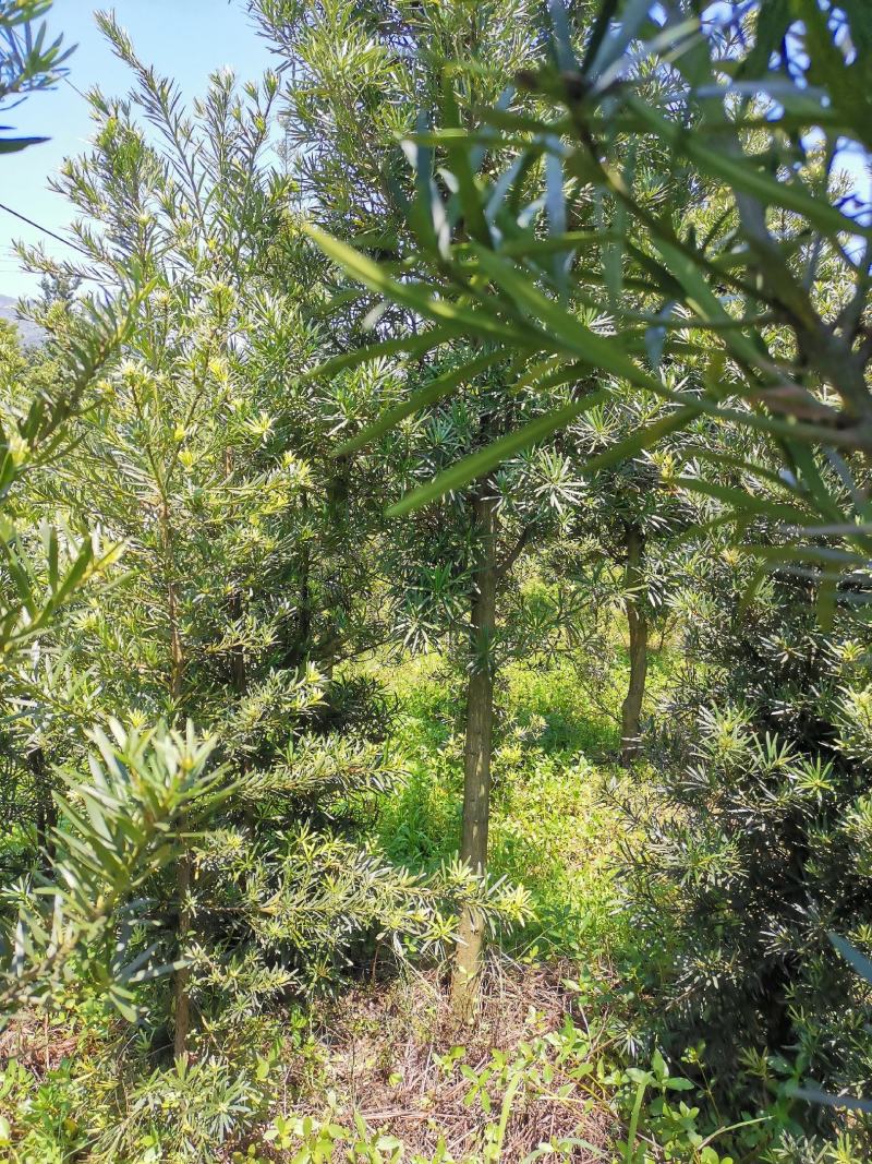 罗汉松小苗1--------10公分，有需要的联系我，具