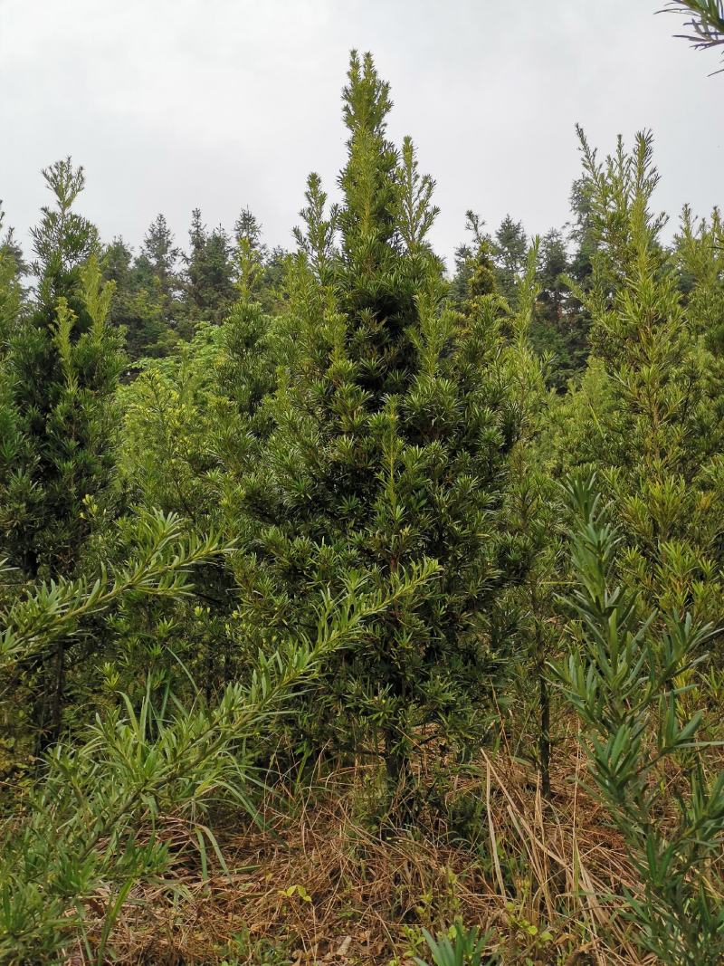 罗汉松小苗1--------10公分，有需要的联系我，具