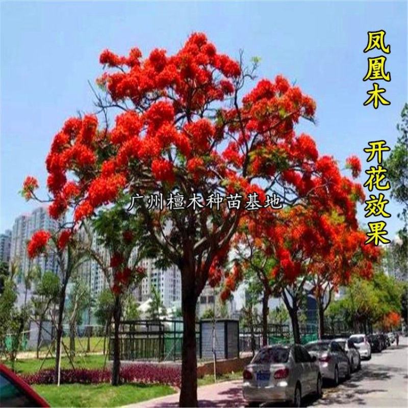 凤凰木树苗蓝花楹树苗凤凰树红花楹小苗火树庭院绿