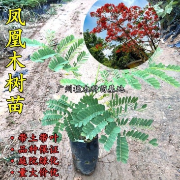 凤凰木树苗蓝花楹树苗凤凰树红花楹小苗火树庭院绿