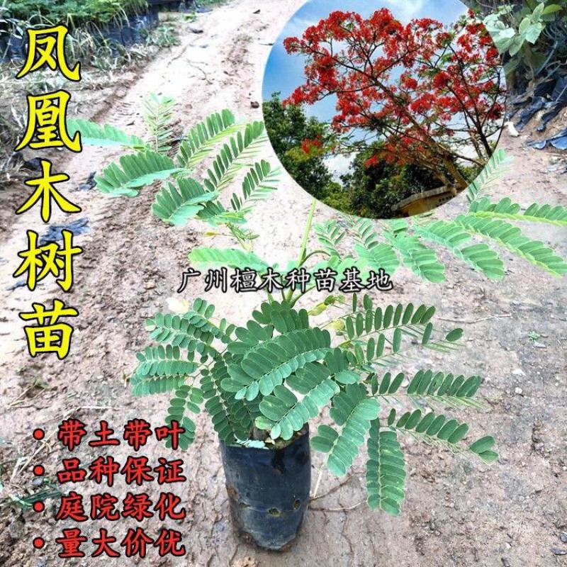 凤凰木树苗蓝花楹树苗凤凰树红花楹小苗火树庭院绿