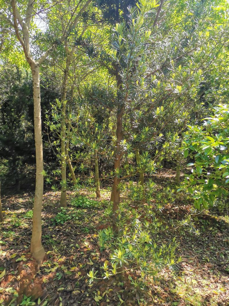 罗汉松小苗1--------10公分，有需要的联系我，具