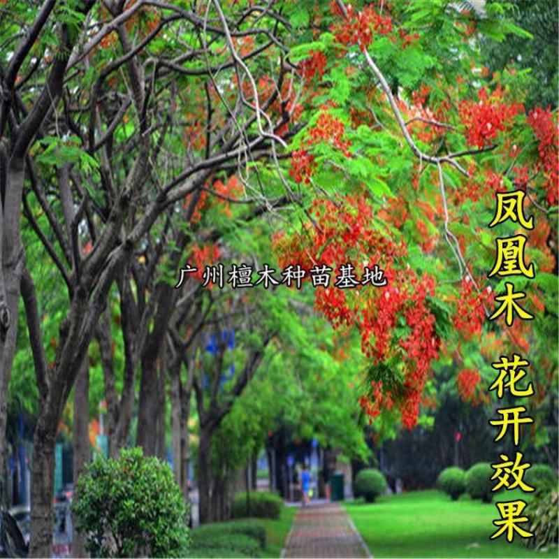 凤凰木树苗蓝花楹树苗凤凰树红花楹小苗火树庭院绿